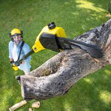 Best Tree and Shrub Care  in Fairmont, IL